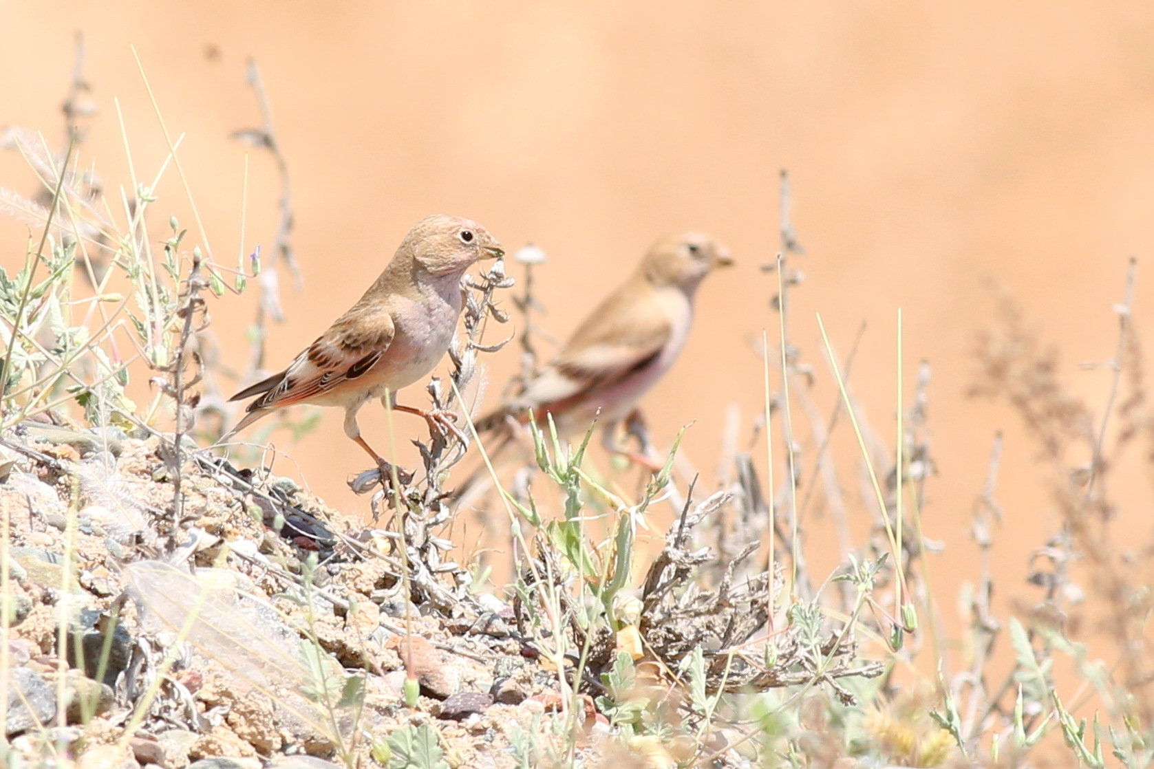 Mongolian Finch (Bucanetes mongolicus), photo 1