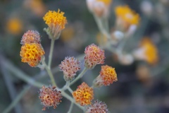 Bebbia atriplicifolia