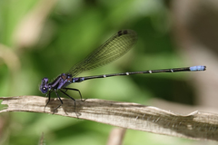 Argia pulla