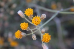 Bebbia atriplicifolia