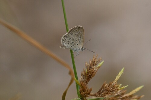 African Grass Blue