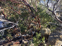 Arctostaphylos pringlei