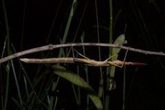 Microcoema acuminata