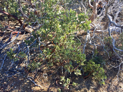 Arctostaphylos pringlei