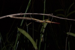 Microcoema acuminata