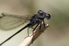Argia pulla
