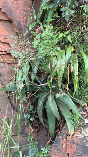 Aloe affinis (Aloe affinis)