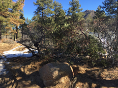 Arctostaphylos pringlei