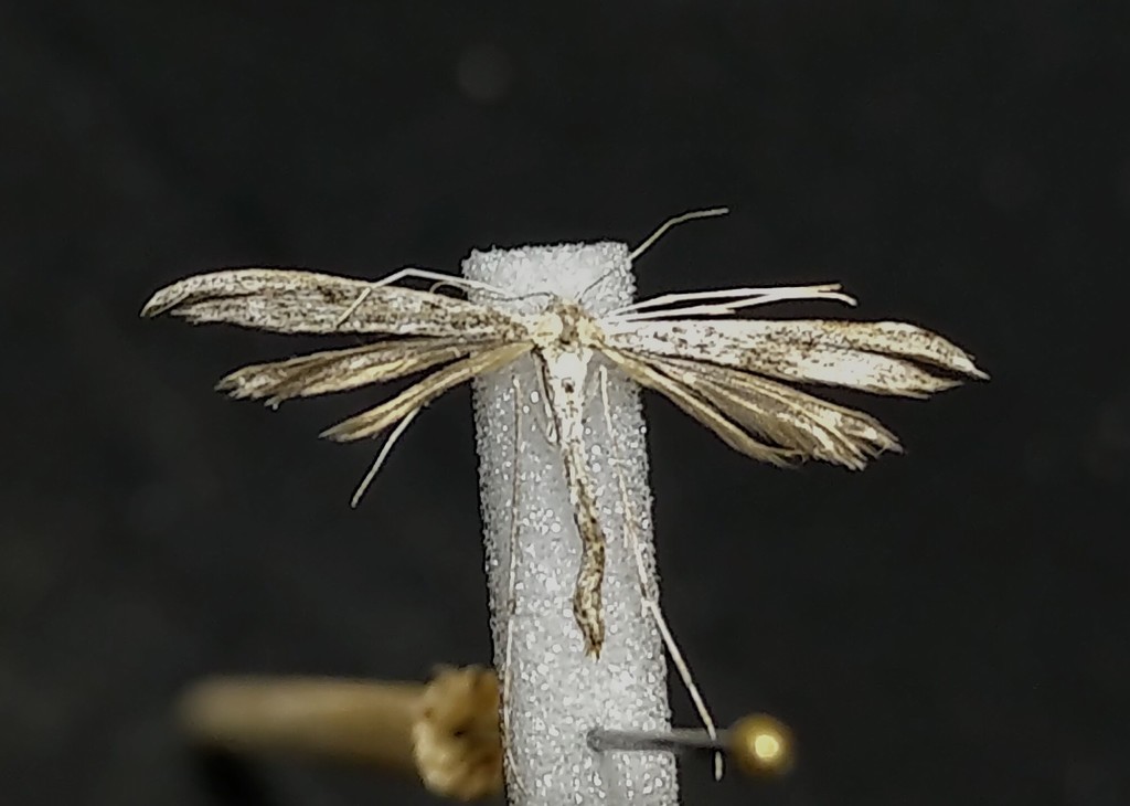 Wormwood Plume Moth