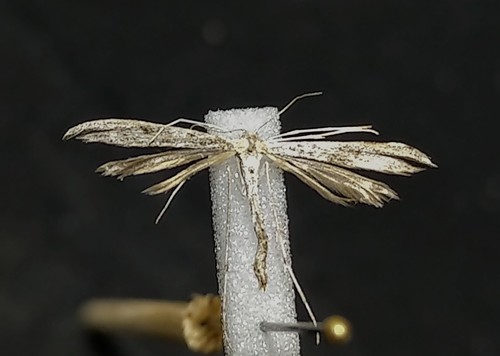 Wormwood Plume Moth