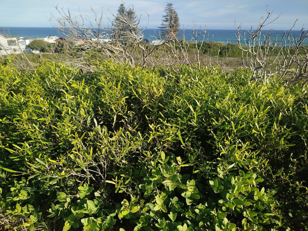 Olea exasperata; photograph (c) Amy Riordan, some rights reserved (CC BY)