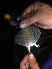 Draco indochinensis