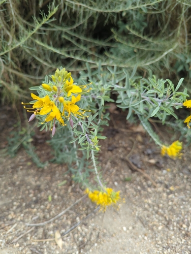 iNaturalist observation photo of Bladderpod