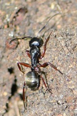 Camponotus oxleyi
