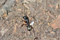 Camponotus oxleyi