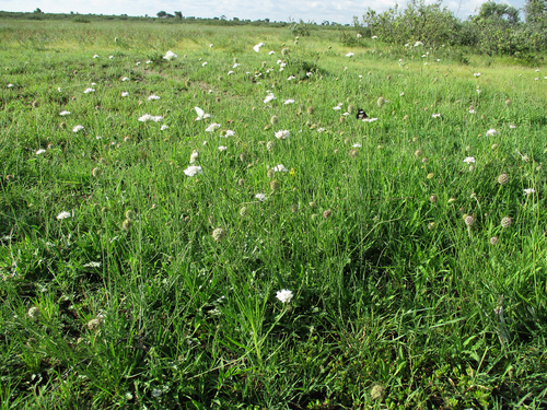 Scabiosa image