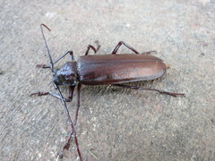 Macrotoma serripes