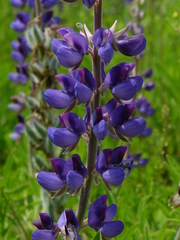 Lupinus campestris
