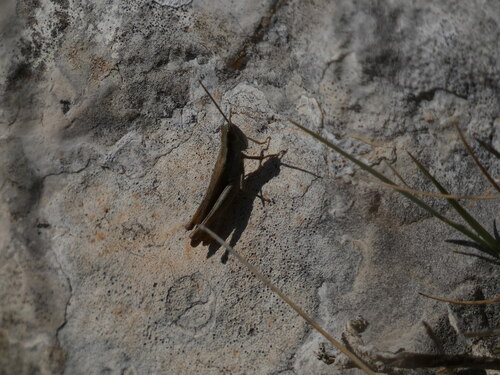 Balearic Straw Grasshopper