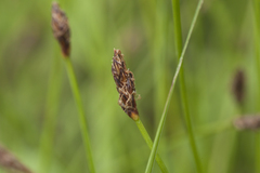 Eleocharis ussuriensis