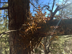 Arceuthobium vaginatum cryptopodum