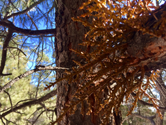 Arceuthobium vaginatum cryptopodum