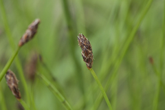 Eleocharis ussuriensis