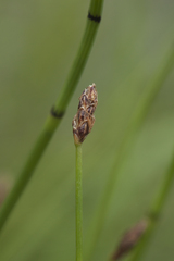 Eleocharis ussuriensis