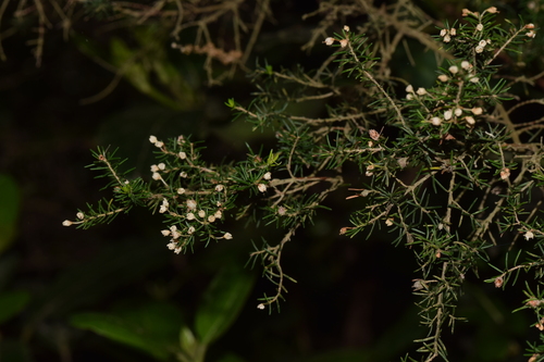 Avistamiento Erica arborea