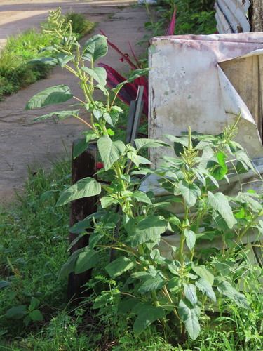 Amaranthus dubius observed 2026-04-26