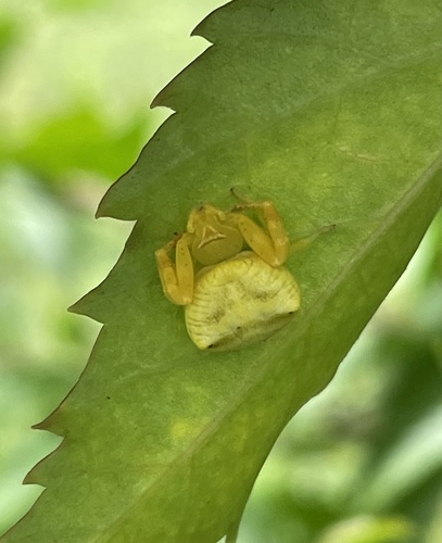 Thomisus citrinellus
