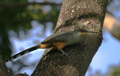 Coccyzus longirostris