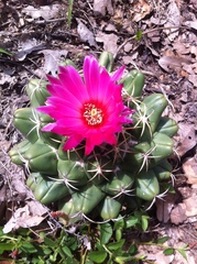 Coryphantha elephantidens
