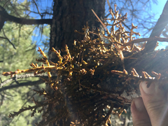 Arceuthobium vaginatum cryptopodum