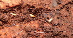 Nicoletiidae