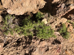 Galium andrewsii