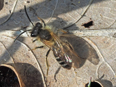 Andrena gravida