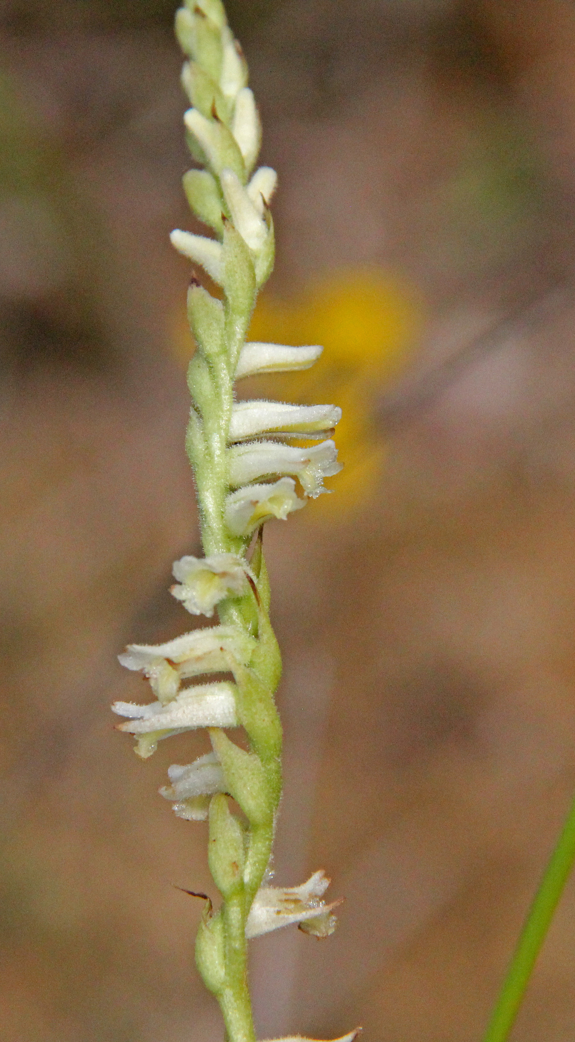 Spiranthes laciniata