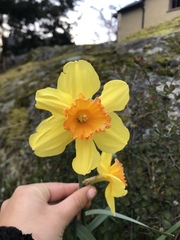 Narcissus poeticus