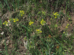 Erysimum crepidifolium