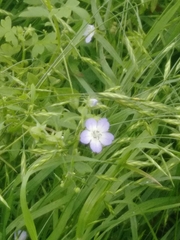 Nemophila phacelioides
