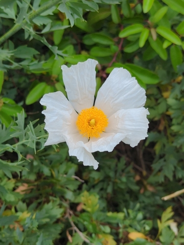 iNaturalist observation photo of Coulter's matilija poppy