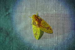 Symphlebia
