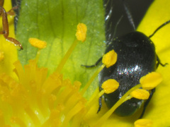 Spermophagus calystegiae