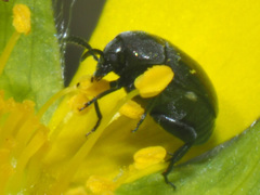 Spermophagus calystegiae