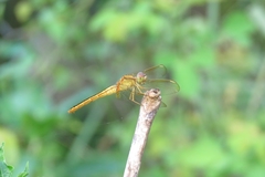 Crocothemis servilia