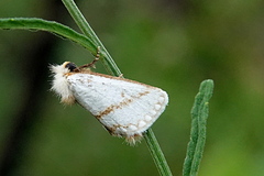 Epicoma derbyana
