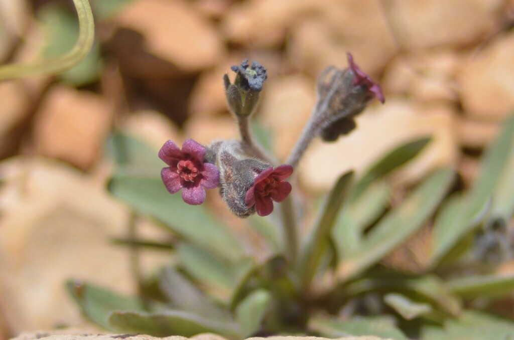 Cynoglossum nebrodense