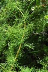 Asparagus neglectus