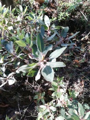 Arbutus tessellata